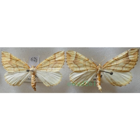 Eulithis mellinata (Fabricius, 1787) pair Nacinek żółcieniak Czech62j